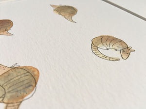 Armadillo illustration - unframed print