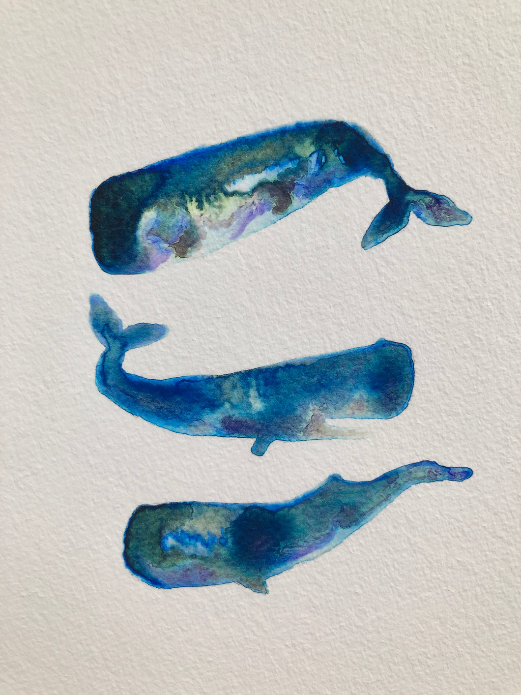 Sperm Whales Illustration - unframed giclee print - seconds